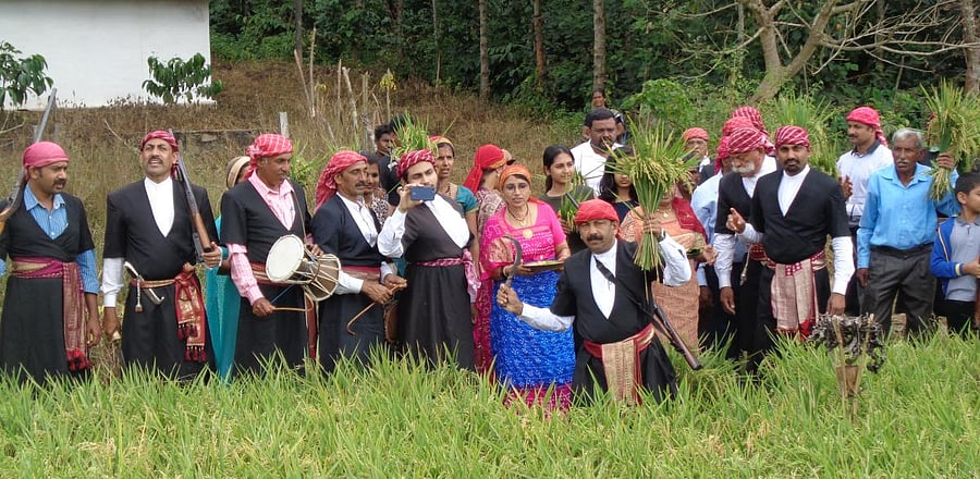Codava National Council (CNC) president N U Nachappa harvests paddy in the field belonging to Uttappa in Chikkabettageri village near Kushalnagar, as a part of Huttari celebrations on Friday.