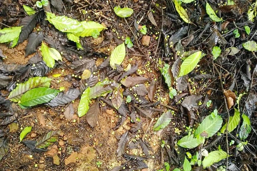 Coffee cherries affected by fruit rot disease have fallen from plants in Kodagu.