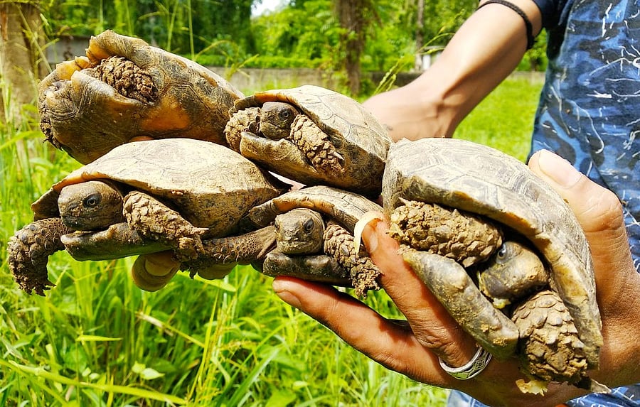 Asian Brown Tortoise in Nagaland zoo, Dimapur. Photo credit: Turtle Survival Alliance-India. 