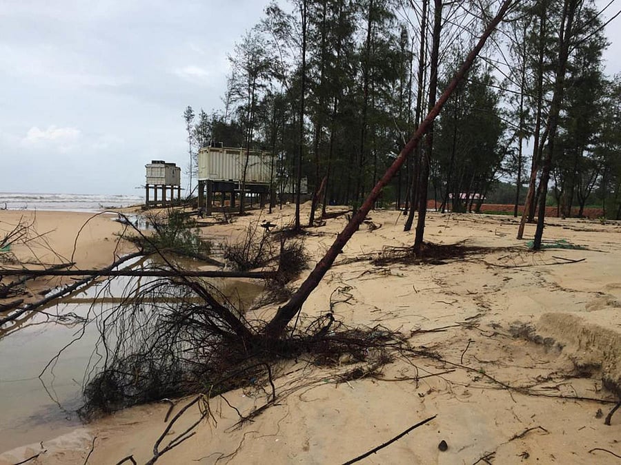 Trees uprooted by huge waves at Padubidri beach.