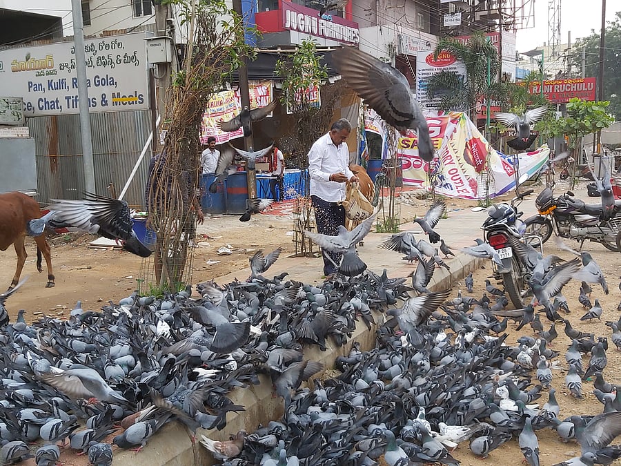 Recently, the Greater Hyderabad Municipal Corporation (GHMC) captured over 500 pigeons from the Moazzam Jahi market area and released them in the forests near Srisailam. DH Photo