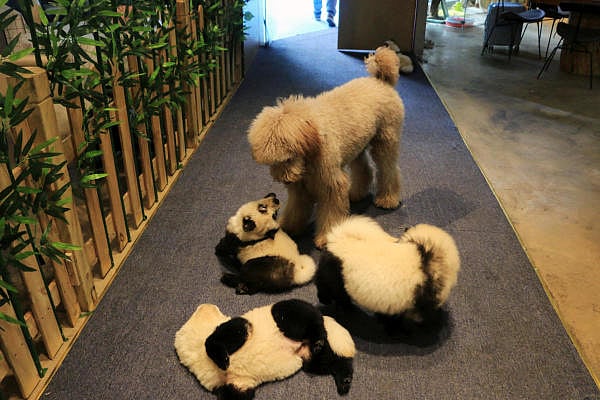 Chow Chow dogs dyed to look like giant pandas play with another dog at a pet cafe in Chengdu. (Reuters photo)