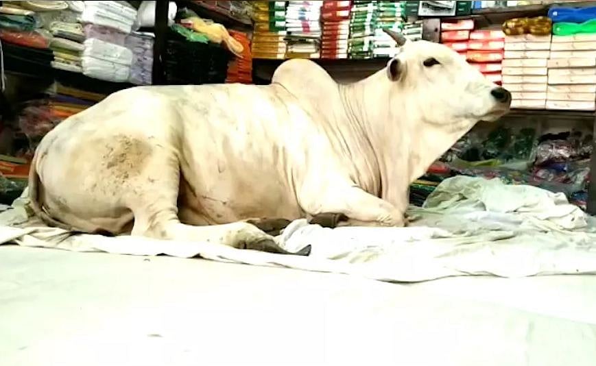 Women in Mydukur in Andhra Pradesh's Kadapa district prefer to visit the Sairam showroom, bringing with them turmeric, vermillion and bananas to offer to the cow, which is considered to be very auspicious for Hindus.