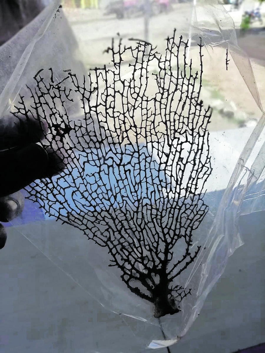 Sea fans, invertebrate sea animals, form a critical part of coral reef systems. They are increasingly being sold as luck-bringing plants. Pic For Representation Purpose Only