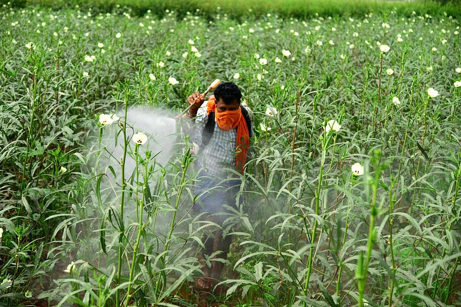 Farmers spraying pesticides on okra and paddy crops in Koppal and Raichur districts respectively. dh photos/ Bharath kandakur and anitha pailoor