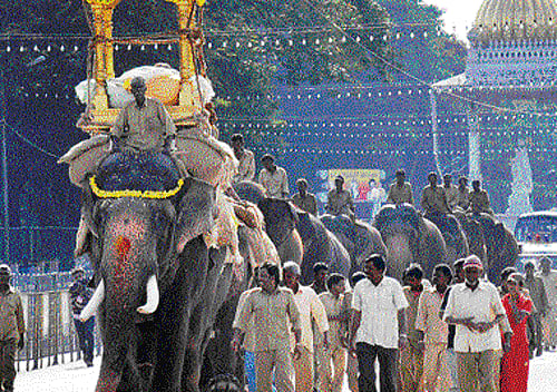 Carrying a howdah, Dasara elephants led by Arjuna rehearse for the Jumboo Savari in Mysore on Sunday. DH Photo