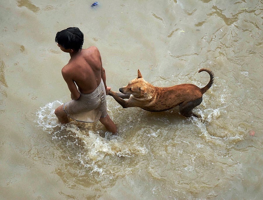 It was then that they decided to move the canines to  their Bengaluru hotel as they were unable to take in dogs at  their facilities in Chennai, that is struggling to grapple with the nature's fury. PTI file photo for representational purpose only
