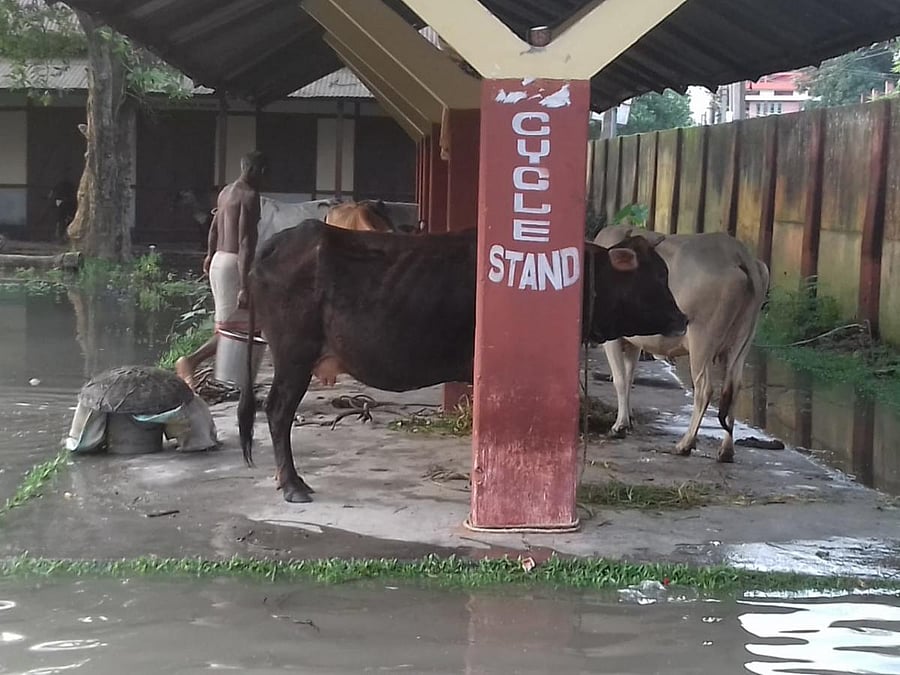 Flood-hit areas in Dhubri district in western Assam on Tuesday. Photo credit: Raju Kumar Narzary. 