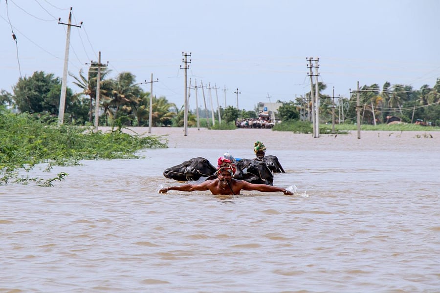 A farmer helps his cattle to wade through floodwaters across a road near Jamkhandi Taluk at Belgaum district of Karnataka. (AFP File Photo)