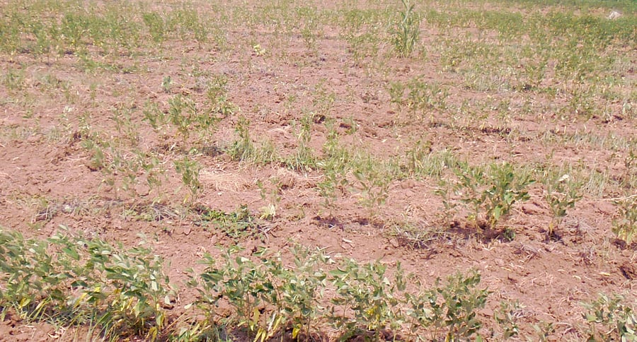 Western women have tried out hijabs.