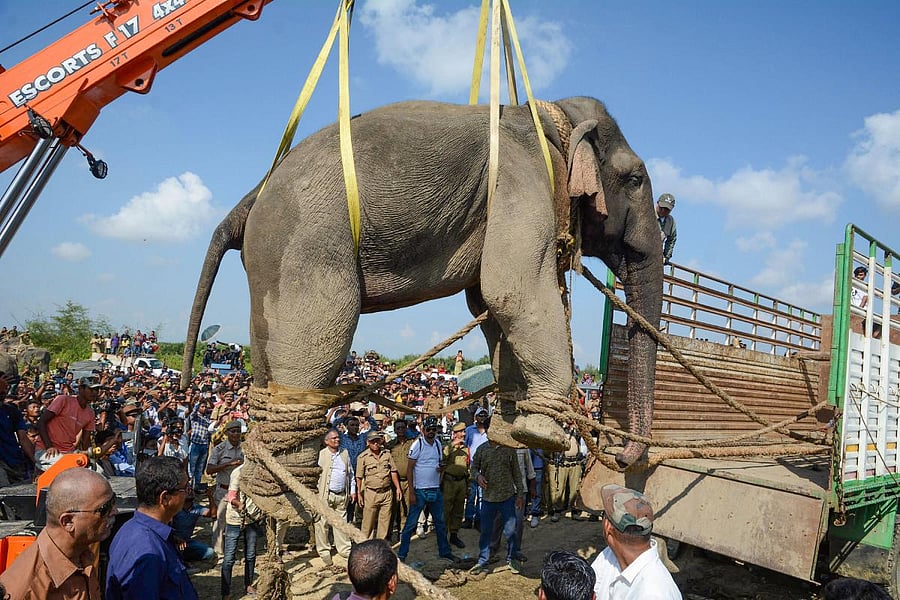  A tranquilized wild Indian elephant named after Al-Qaeda leader Osama bin Laden (PTI Photo)