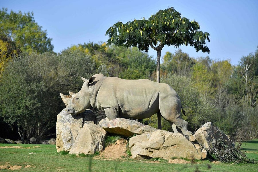  Sana, a female white rhino strolls through its enclosure at the La Planete Sauvage zoological park in Port-Saint-Pere, western France. (Photo by AFP)
