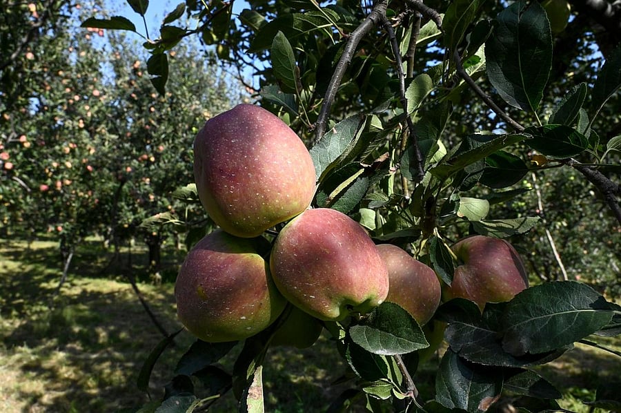 The seven-member delegation felt that the timing of the government's move on Kashmir had a direct impact on farmers as it coincided with the harvesting season while the snowfall from November 7 added to their woes. (AFP File Photo)