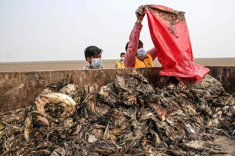 Workers gather dying birds in a truck at Sambhar Salt Lake in India's northern state of Rajasthan. (AFP Photo)