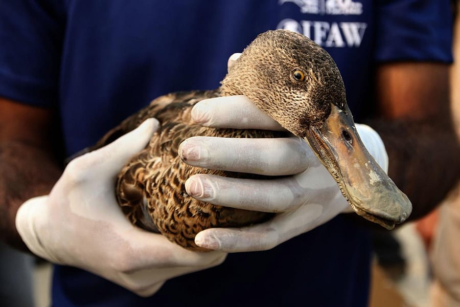 PTI photo of a bird rescued from the Sambhar Lake