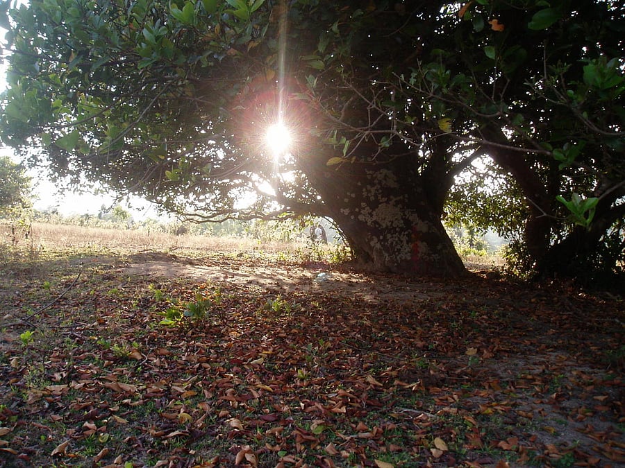 The menhirs at Byse aligned towards sunset on winter solstice. Photos by author