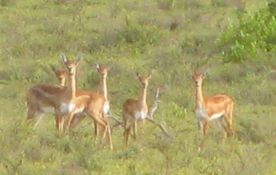 A file photo of blackbucks at Basur Kaval in Kadur taluk.
