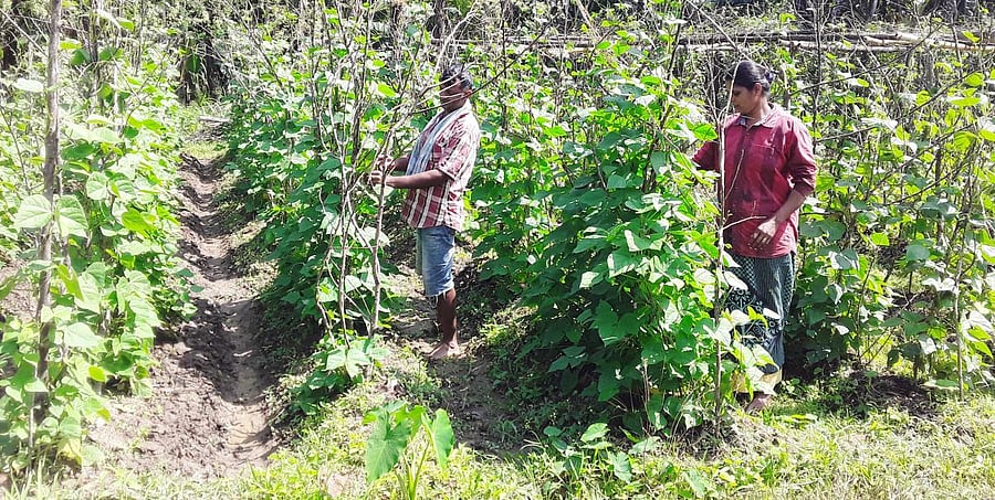 Farmer Francis D’Souza and his wife nurture the vegetable plants grown near Manipura in Koppa taluk.