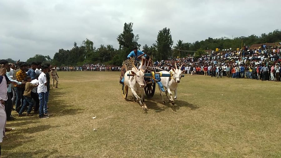 A pair of bullocks take part in the state-level bullock cart race held on the occasion of the annual temple fair of Gramadevathe Sri Banashankari Ammanavaru in Hebbale near Kushalnagar, on Wednesday.