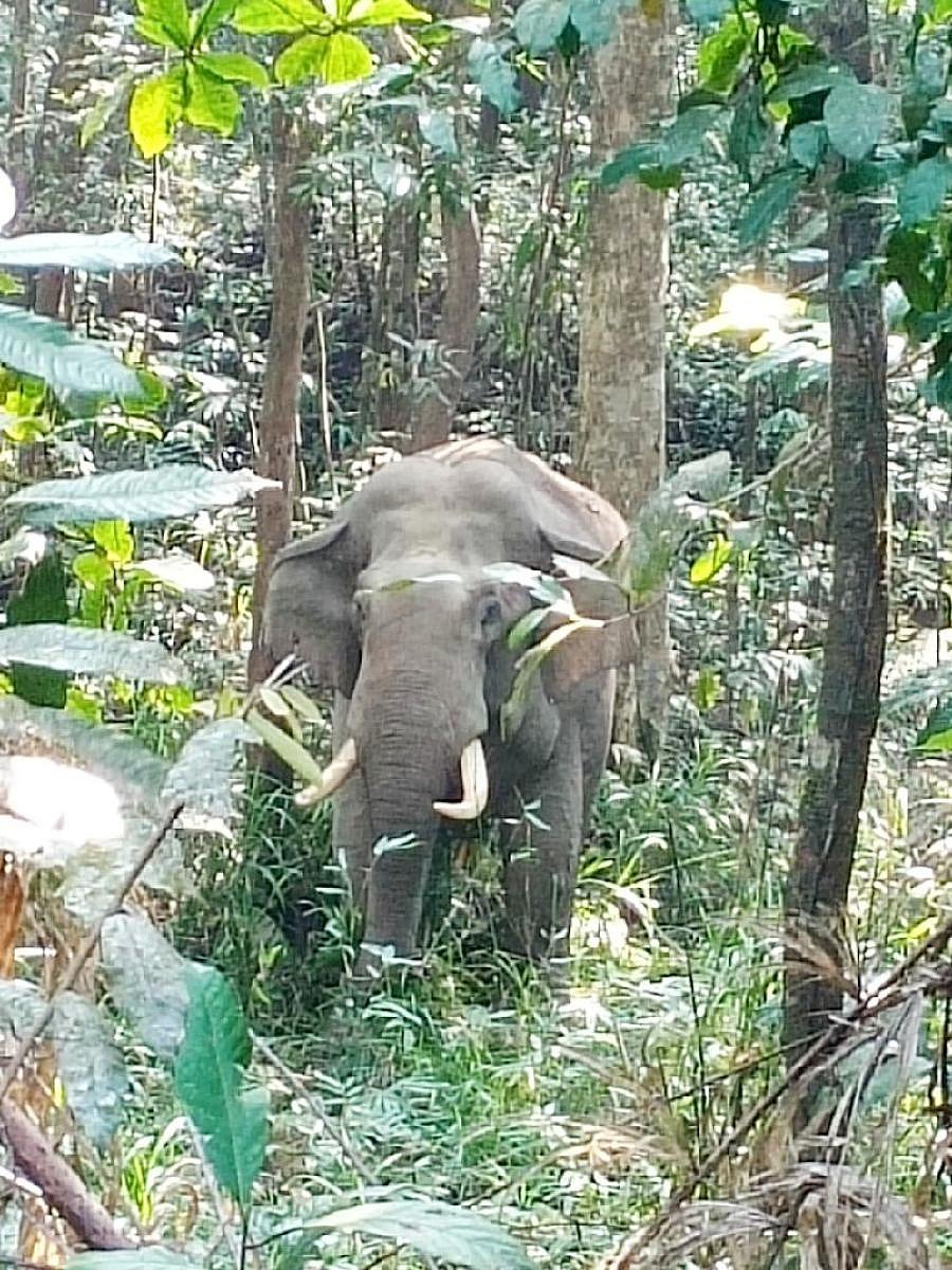 A lone tusker spotted on Charmadi Ghat area.