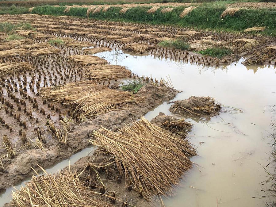 Harvested paddy affected due to rain at Mugatageri in Gonikoppa.