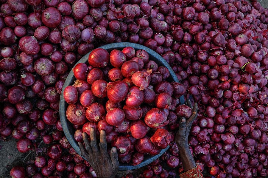 <div class="paragraphs"><p>Representative image of onions.</p></div>