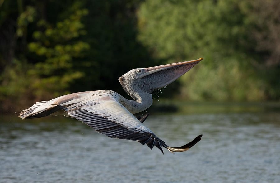A spot-billed pelican at Ranganthittu.