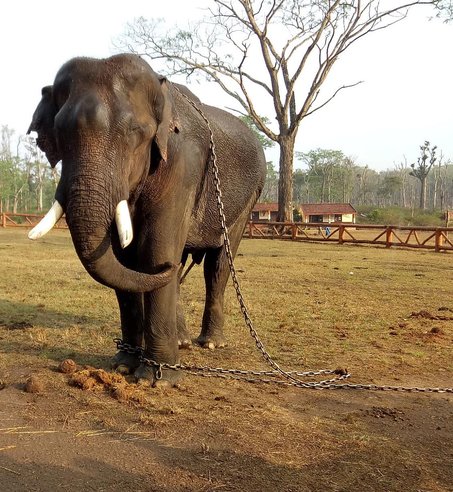An elephant at Dubare elephant camp.