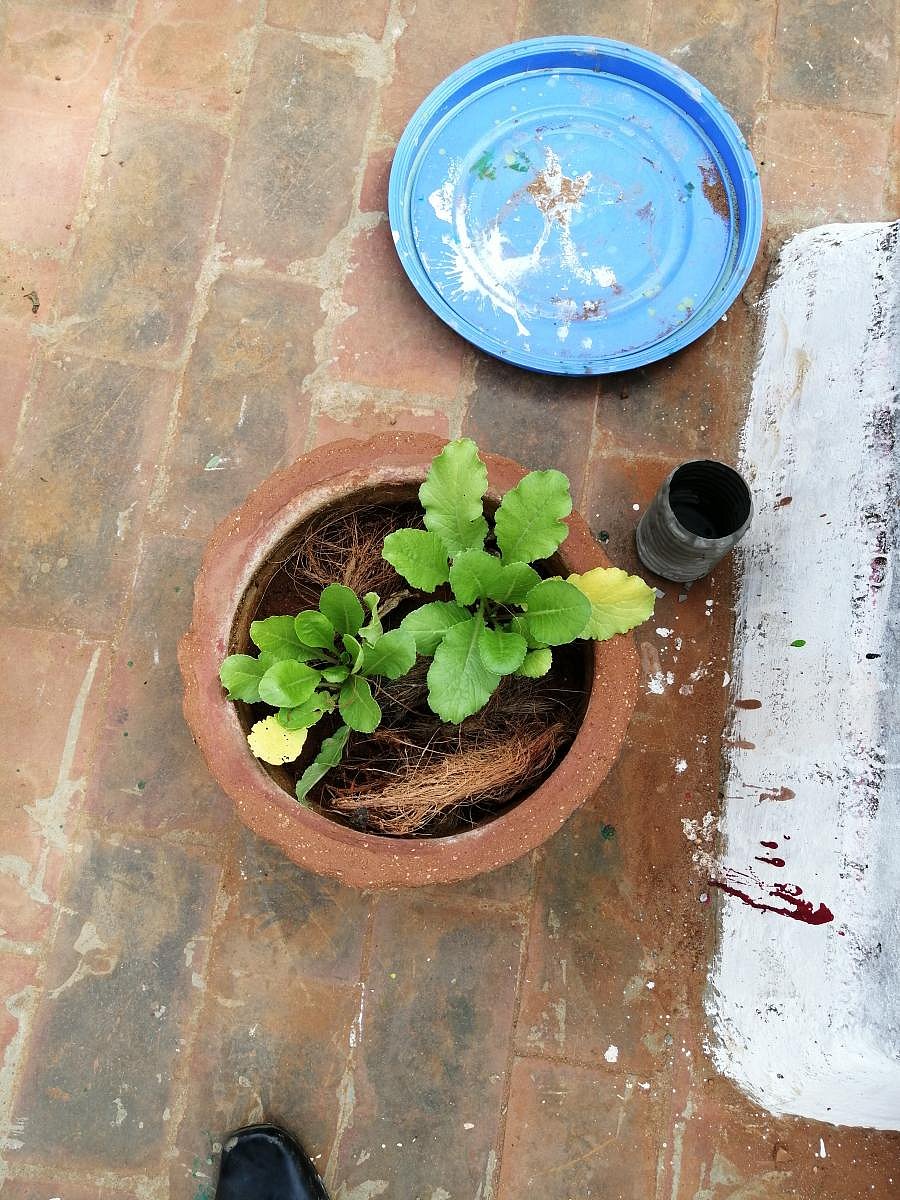 Usage of coconut coir in the pot to retain the moisture was demonstrated in the seminar. DH Photo