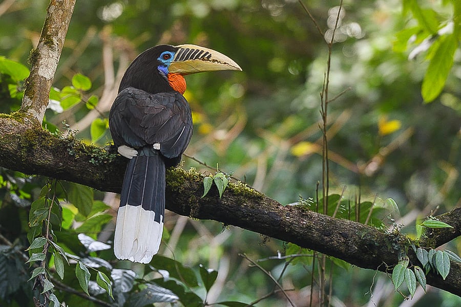 Female rufous-necked hornbill