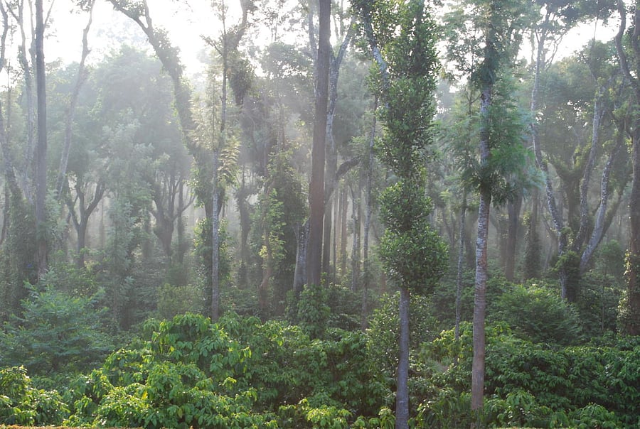 Resort view in Coorg(Image for representation)