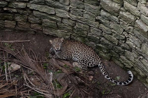 Even as the state boasts of a salubrious population of leopards, repeated incidents of leopards falling into wells resulting in severe injuries or mortality has left many worried. (DH File photo)