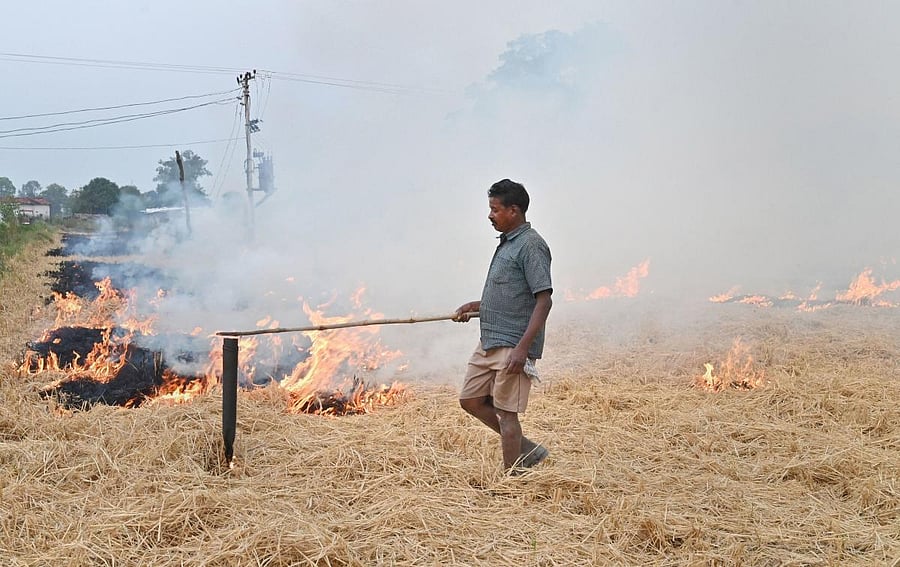 Stubble burning (PTI Photo)