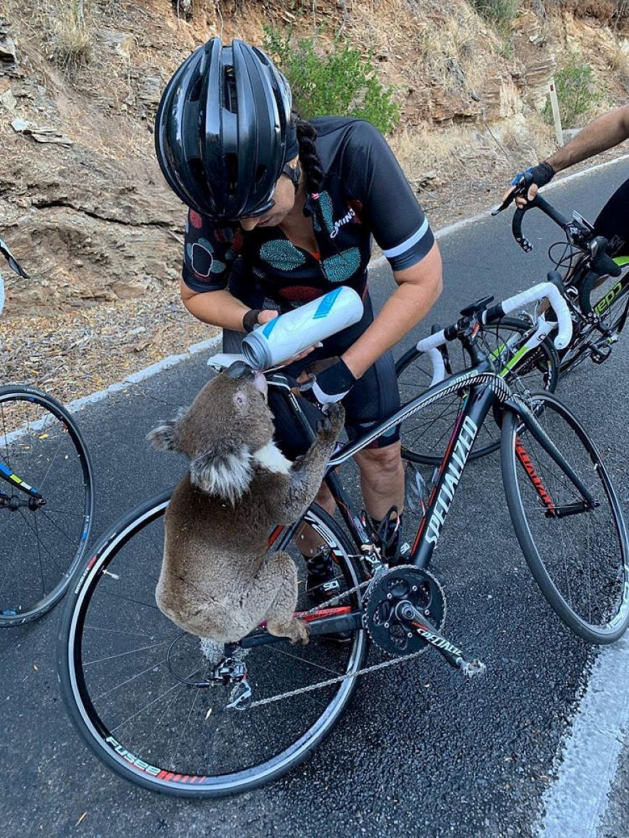 A koala receives water from a cyclist during a severe heatwave that hit the region, in Adelaide Hills, South Australia. (Reuters Photo)