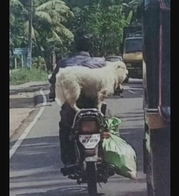 The helmetless two-wheeler rider has a pomeranian pet dog riding pillion.