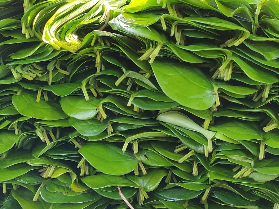 The shelter in front of its Lakshmi Narayana Swamy Temple becomes the meeting point of farmers and wholesale buyers of betel leaves.
