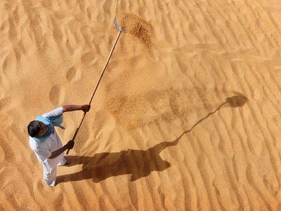 A worker winnows wheat at a grain market in Amritsar. PTI file photo for representation