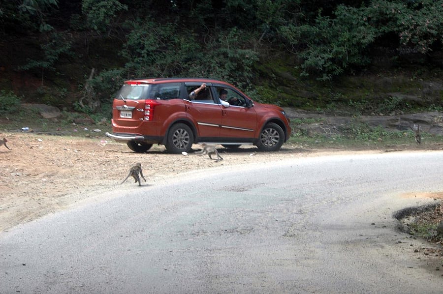 Stopping vehicles on the roads passing through the sanctuary, having food, clicking pictures of wild animals, taking selfies, overspeeding of vehicles, feeding or throwing fruits at wild animals attract fine. DH File Photo