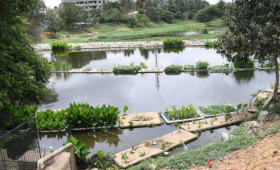 The Puttenahalli Neighbourhood Lake Improvement Trust (PNLIT) has been working to clean wetlands by artificial floating plants by using PVC pipes were ‘launched’ in the lake - the first of its kind in Bengaluru on Thursday. (Credit: DH)