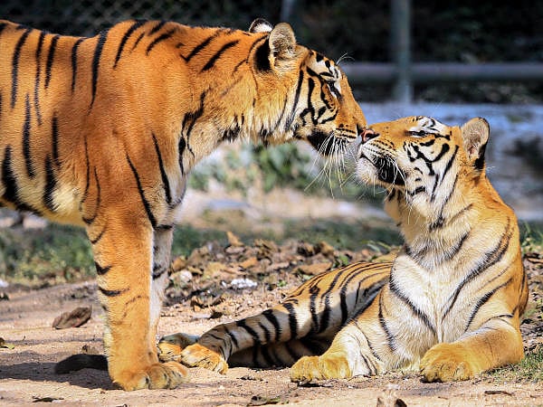 Representative image. (PTI Photo)
