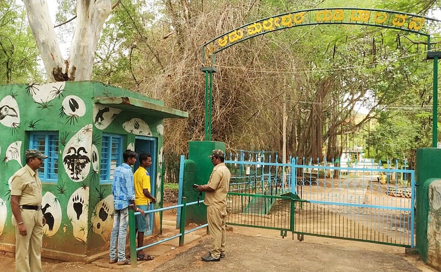 The zebras will be an added attraction for the fledgling Adumalleshwara Zoo in Chitradurga. DH File Photo