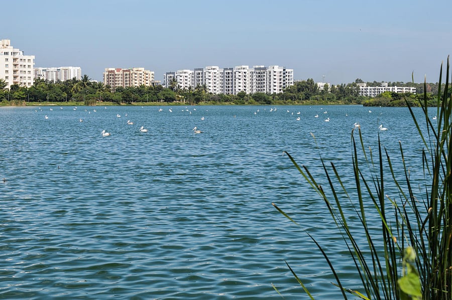 A view of the Jakkur Lake. (Credit: DH)