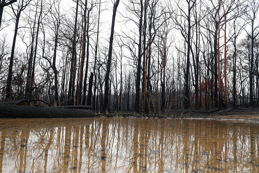 Bushland is seen burnt by fire as rain pools in large puddles at Bilpin, in the Blue Mountains, Australia, January 17, 2020. (Reuters Photo)