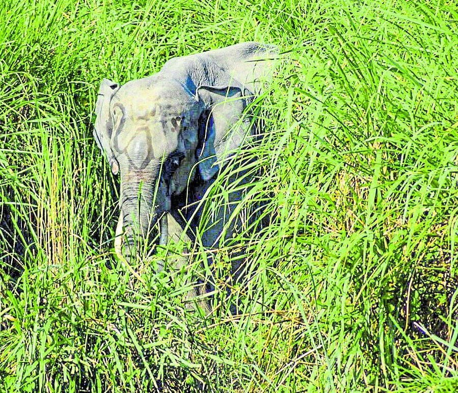 A jumbo in the bush. (Photo by J R Sachin Kumar)
