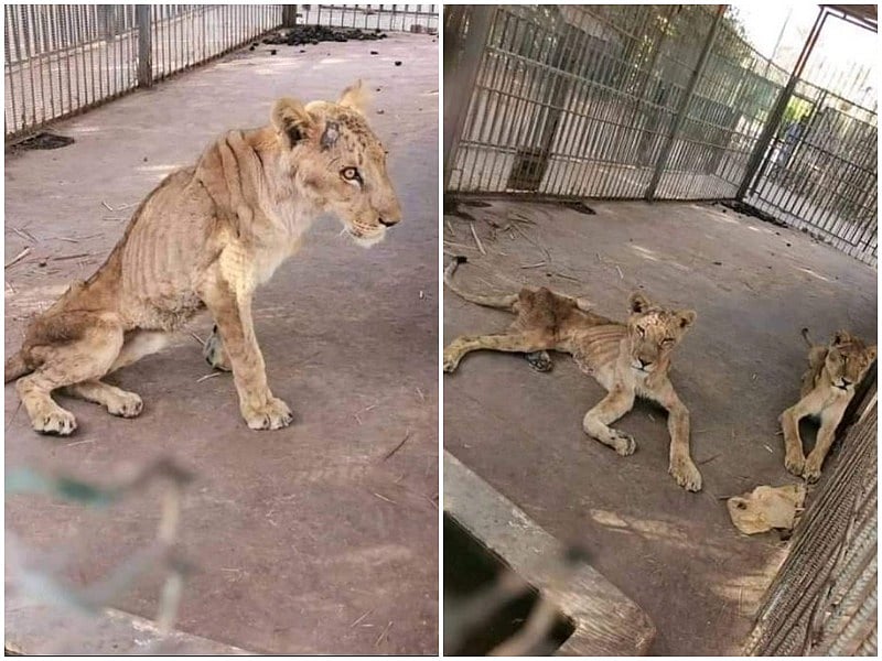 Malnourished lions in Sudan park. (Twitter: @aniket_anikett)