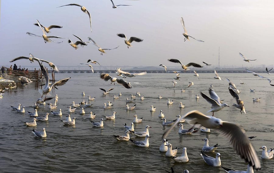 Along the route, they will map the river on pollution levels and submit a final report to Prime Minister’s office and the Union ministry concerned once the Parikrama ends. (PTI File Photo)