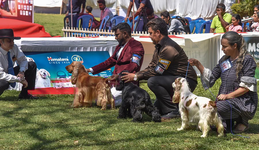 Bangalore Canine Club