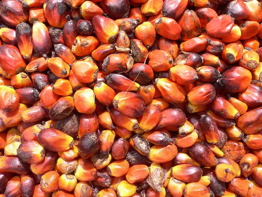 Palmoil fruits