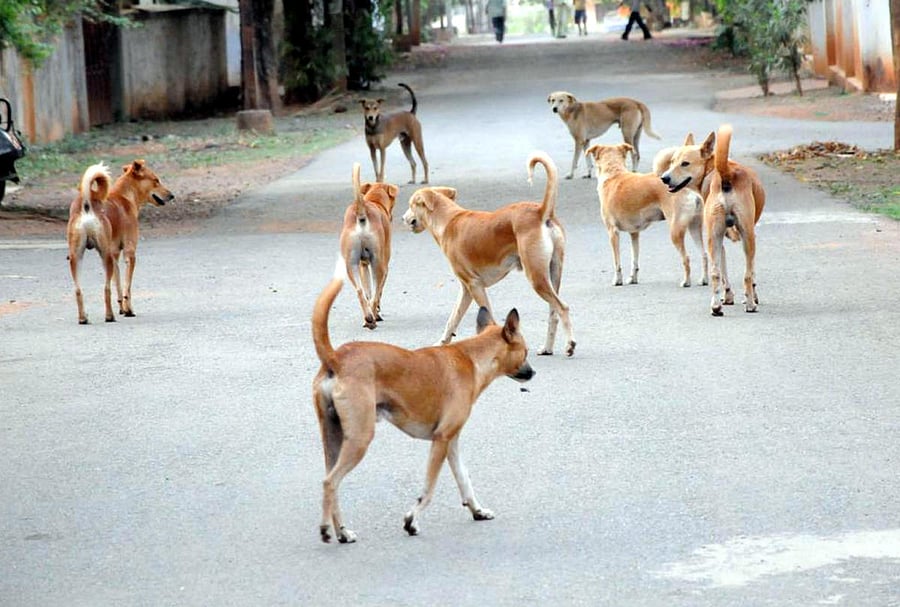 Police are now looking for two men who allegedly mixed food meant for the dogs with rat poison. DH Photo for representation
