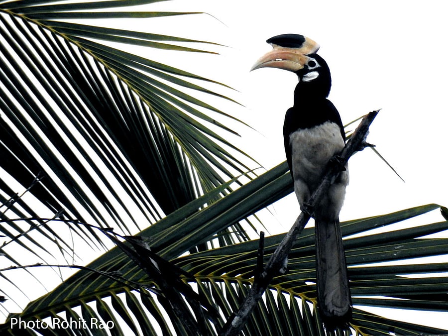 Malabar Pied Hornbill